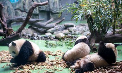 ​成都大熊猫基地在哪,成都大熊猫基地有哪些景点推荐?