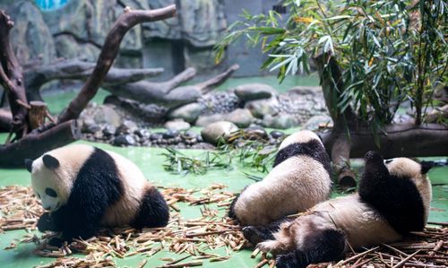 成都大熊猫基地有哪些景点推荐?