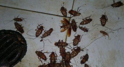 ​蟑螂怎么消灭最彻底，蟑螂怎么消灭最彻底？
