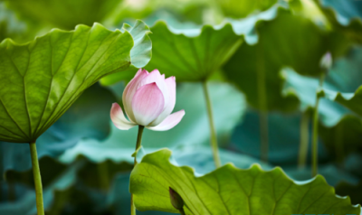​仲夏是几月，仲夏是指几月份？