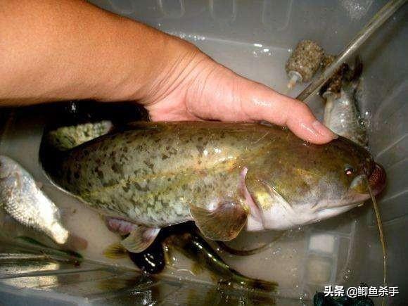钓鱼最常用的几号鱼钩参数表（野钓:6个钩型8种鱼）(14)
