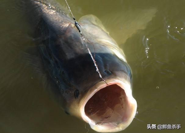 钓鱼最常用的几号鱼钩参数表（野钓:6个钩型8种鱼）(15)