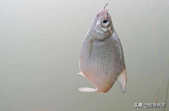 钓鱼最常用的几号鱼钩参数表（野钓:6个钩型8种鱼）(11)