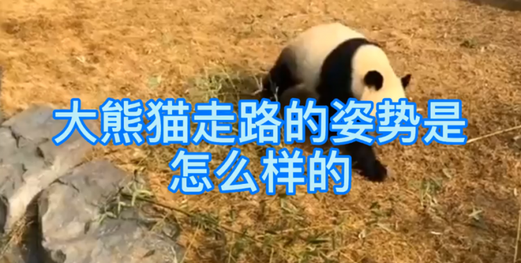 熊猫走路是外八字还是内八字