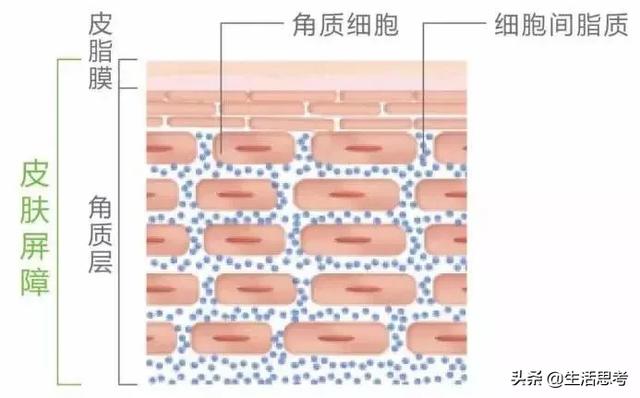 角质层特别薄该如何修复（修复主要看这几条）(1)