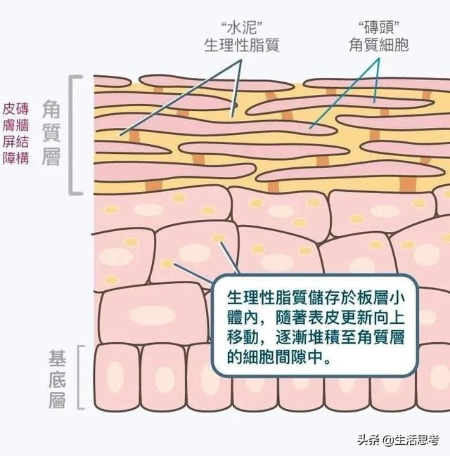 角质层特别薄该如何修复（修复主要看这几条）(2)