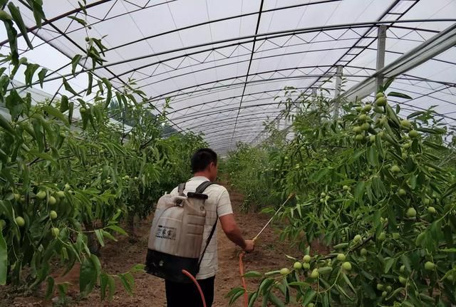 成熟的冬枣是什么颜色，秋天的枣儿说是什么颜色的？图4