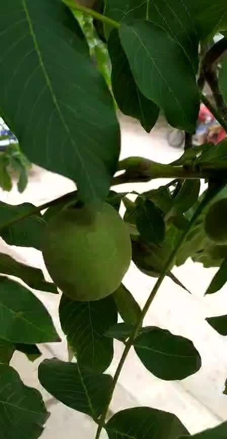 成熟的冬枣是什么颜色，秋天的枣儿说是什么颜色的？图6