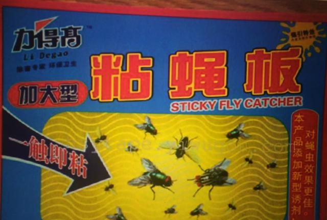 苍蝇太多怎么消灭最好，苍蝇太多怎么消灭？图5