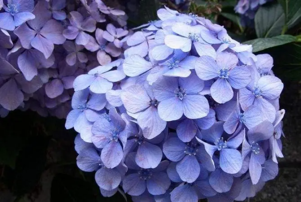 绣球花花语是什么意思,绣球的花语是什么图2
