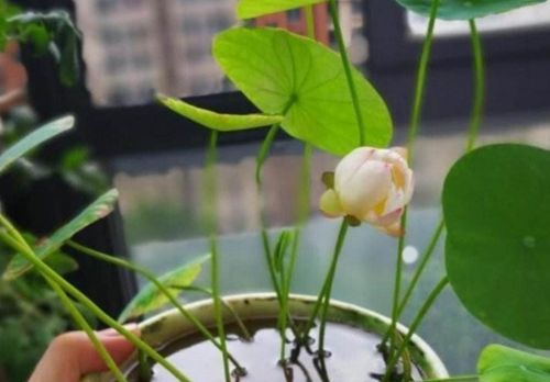 碗莲的种植方法：碗莲怎么种植方法 家养