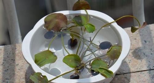 碗莲的种植方法：碗莲的种植方法图解 碗莲怎么种