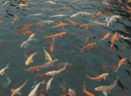 梦到手流血有伤口（梦见手受伤流血是什么预兆）