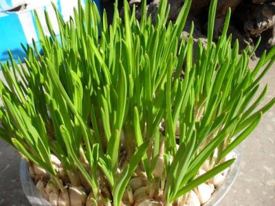 ​这几点切记要掌握好，否则想长好就很难（秋季大蒜的种植方法）
