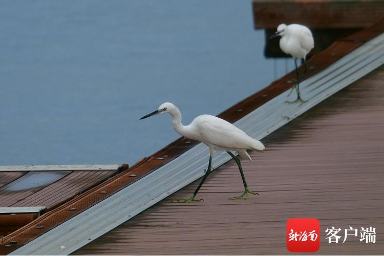 第三天：海口美兰机场——白鹭公园