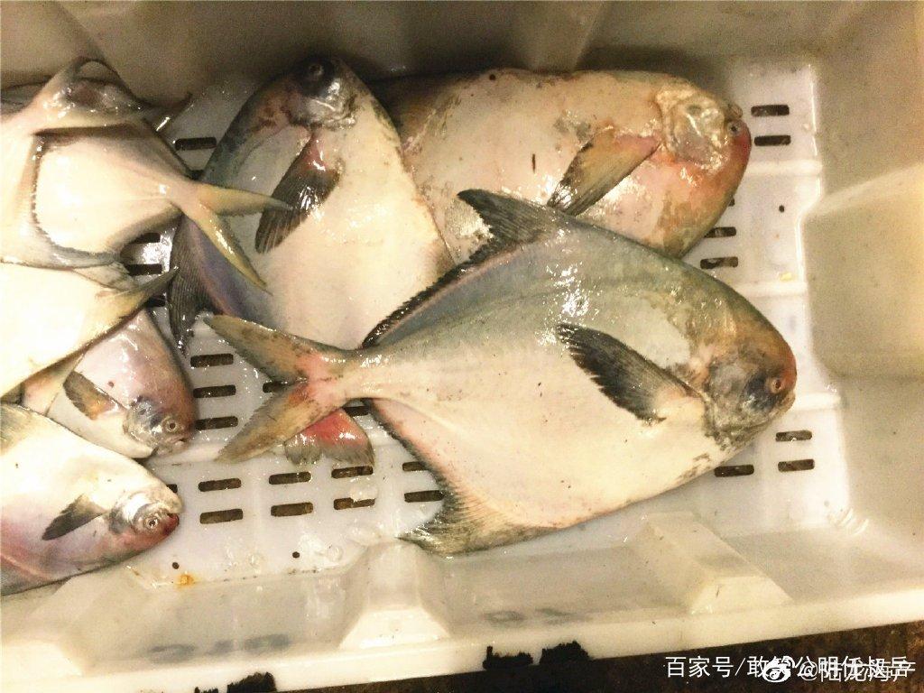  扁扁的薄薄的海鱼是什么鱼(又扁又薄的鱼是什么鱼)