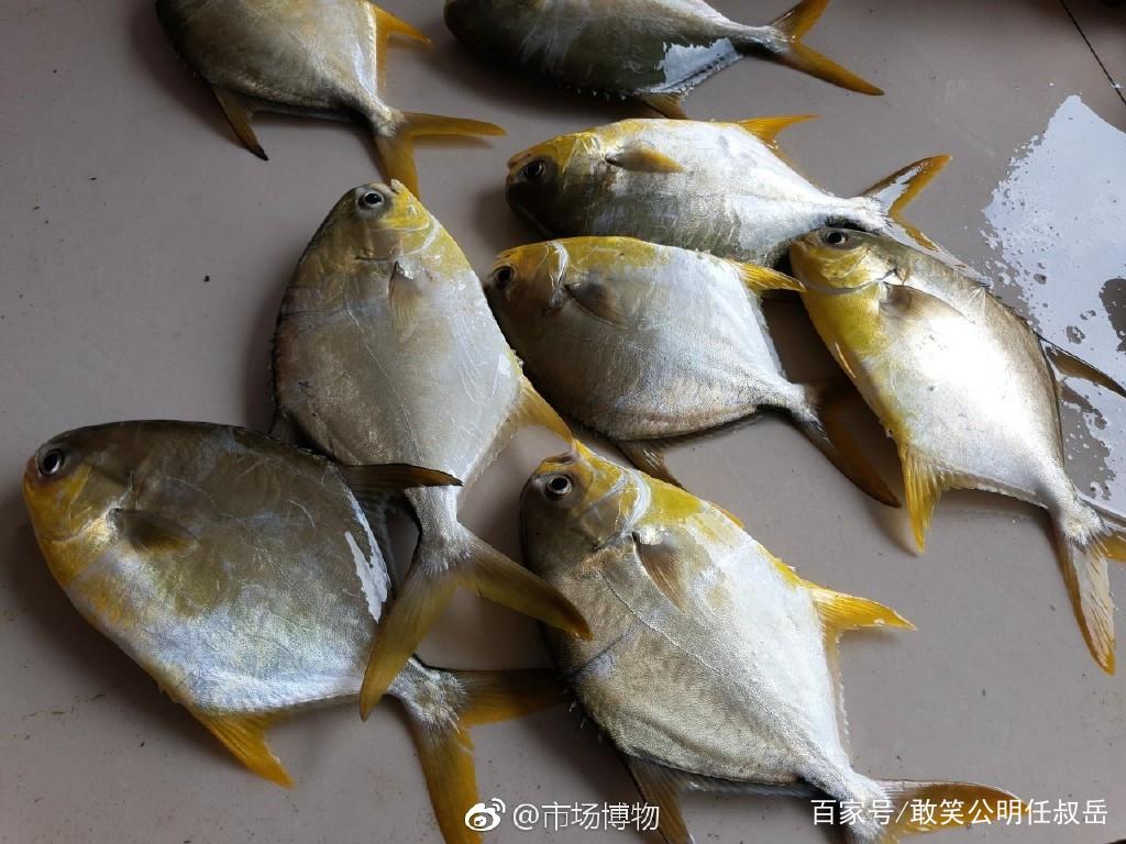  扁扁的薄薄的海鱼是什么鱼(又扁又薄的鱼是什么鱼)