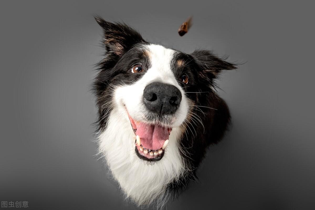 中型犬有哪些品种,适合家养的中型犬的排名（中型犬适合家养的狗）