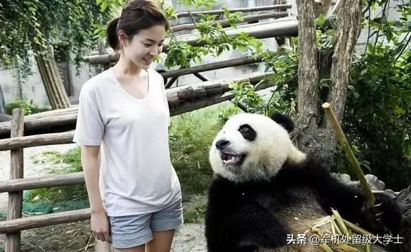 熊猫的手有几个手指头(熊猫为什么有六个手指头)