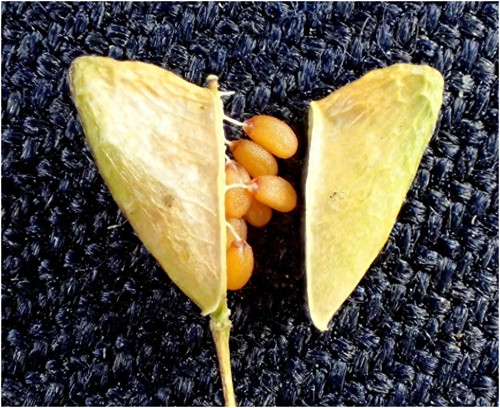 荠菜种植时间和方法(荠菜几月份播种好)