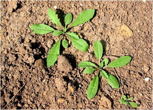 荠菜种植时间和方法(荠菜几月份播种好)