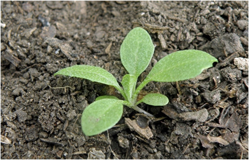 荠菜种植时间和方法(荠菜几月份播种好)