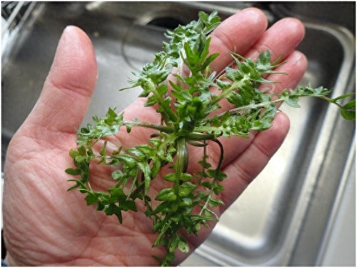 荠菜种植时间和方法(荠菜几月份播种好)