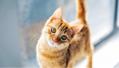 ​给猫吃虾需要剥虾皮吗猫能吃虾皮吗