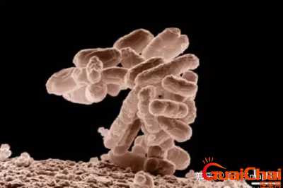 ​最可怕的微生物是什么？对人有影响吗？