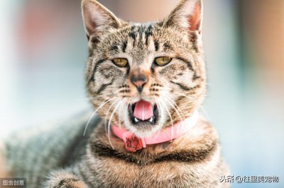 ​猫三联预防疾病的介绍与治疗