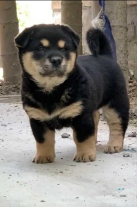​中华田园犬品种图鉴