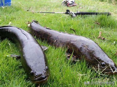 ​钓黑鱼的技巧和方法 4个方面、4种钓法，简单钓获水中“霸主”黑鱼