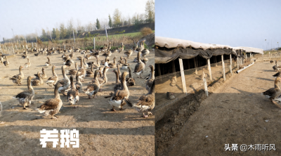 ​养鹅要注意避开这些禁忌？养殖就成功了一大步