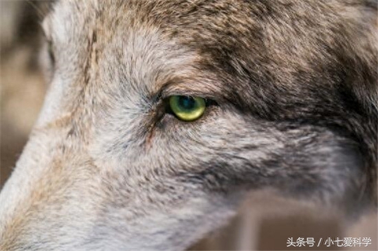 人类中最稀有的三种瞳色：特别是最后一种，迄今为止只发现过一例