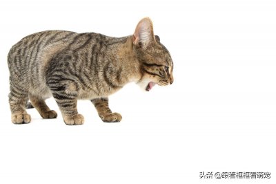 ​猫突然吐了一大堆未消化猫粮，可能是这几种情况造成的