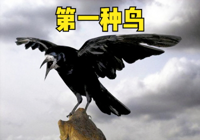 ​鸟进屋有什么预兆吗（俗语“两鸟进宅，无祸也有灾”，指哪2种鸟？为何进家不