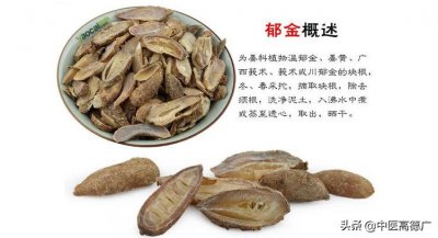 ​郁金的作用和功效（老中医说郁金：养肝活血，抗癌、抗菌、抗氧化）