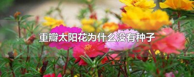 ​阔叶太阳花结种子吗 什么样的太阳花可以结种子