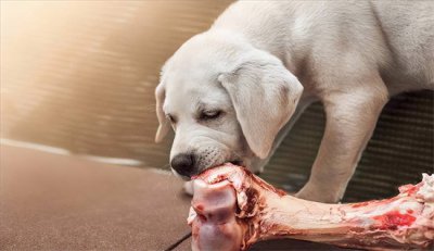 ​狗吃生肉有什么好处（狗狗吃生食，有哪些不为人知的好坏？）