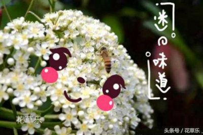 ​石楠花什么梗网络语（石楠花：花中“污妖王”，石楠花的委屈谁懂？）