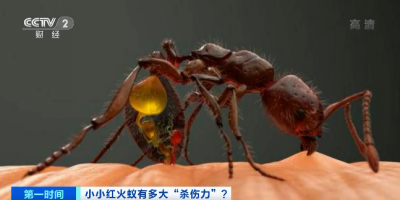 ​蚂蚁咬人有毒吗图片（警惕这种“蚂蚁”，攻击性强，叮咬毒性大！）