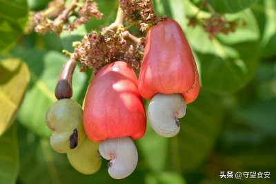 ​腰果的营养价值 看完你就知道腰果的营养价值究竟有多高？