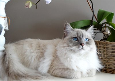 ​伯曼猫——被称为护殿神猫，你了解吗？