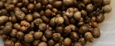 ​山药豆发芽可以吃吗 山药豆发芽还能吃吗
