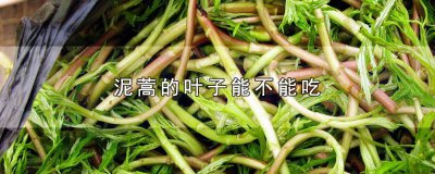 ​泥蒿能吃吗 泥蒿哪些人不能吃