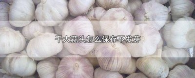 ​怎样保存大蒜头不发芽不干 怎样保存干蒜头不发芽?