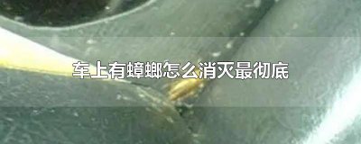 ​车上有蟑螂怎么消灭最彻底 车上有蟑螂怎么消灭最彻底的方法
