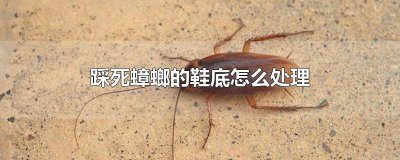 ​踩过蟑螂的鞋子怎么办 鞋子踩到蟑螂怎么办
