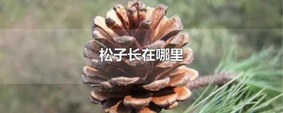 ​松子是在哪里长出来的图片 松子是在哪里长出来的视频