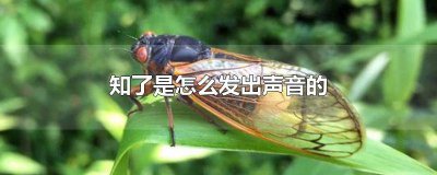 ​知了是怎么发出声音来的 知了是什么发出的声音
